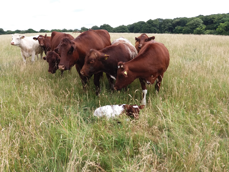 Cows at Harewood common